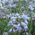 Moltkia petrae fleur